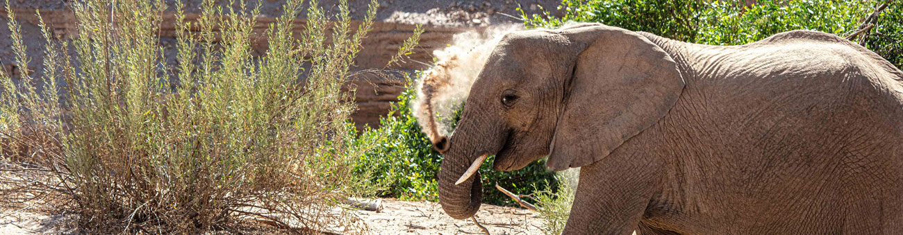 Desert Elephant guided tours